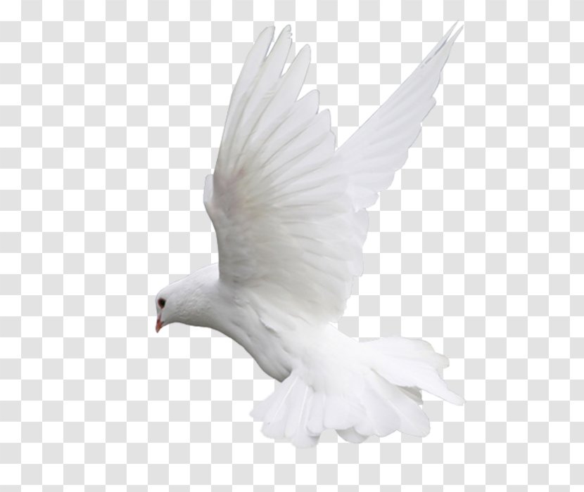 Columbidae Bird Clip Art - Doves As Symbols Transparent PNG