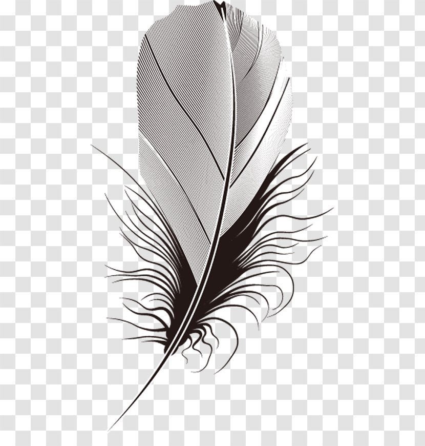 Feather. - Ink Wash Painting - Feather Transparent PNG