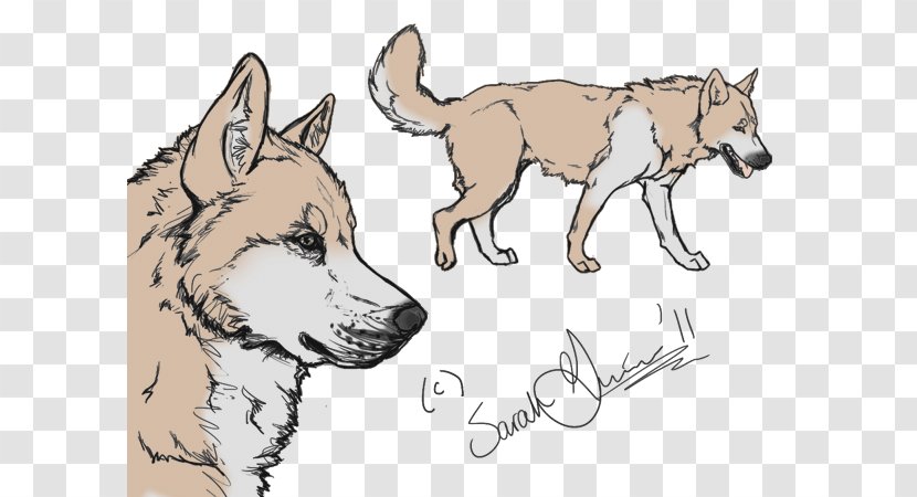 Saarloos Wolfdog Czechoslovakian Siberian Husky Greenland Dog Shikoku - Coyote - Paw Transparent PNG