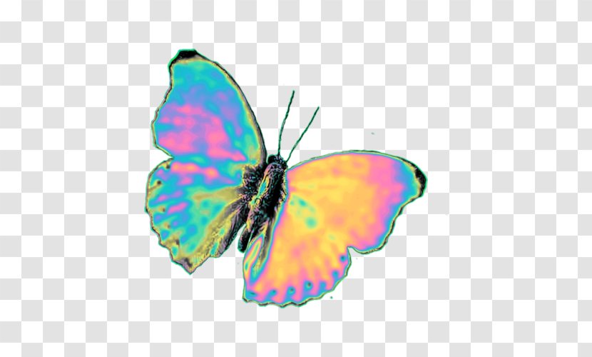 Brush-footed Butterflies Glasswing Butterfly Pieridae Image - Symmetry - Homemade Lightning Bug Wings Transparent PNG