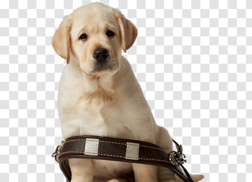 Labrador Retriever Puppy Golden Dog Breed Companion Transparent PNG