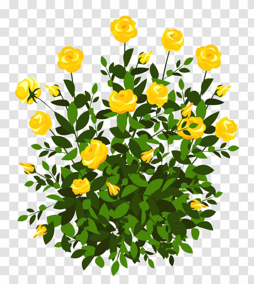 Rosa Banksiae Shrub Yellow Clip Art - Floristry - Bush Cliparts Transparent PNG
