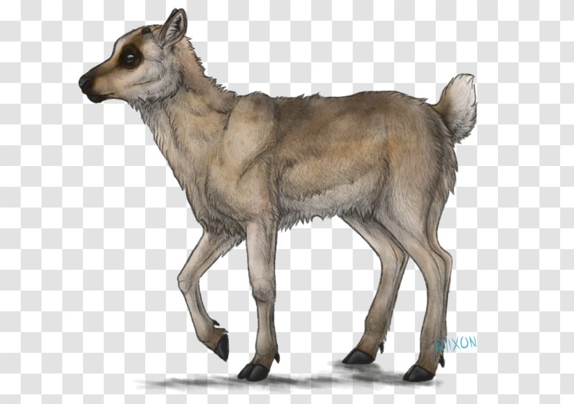 Reindeer Calf DeviantArt Drawing - Deer Transparent PNG