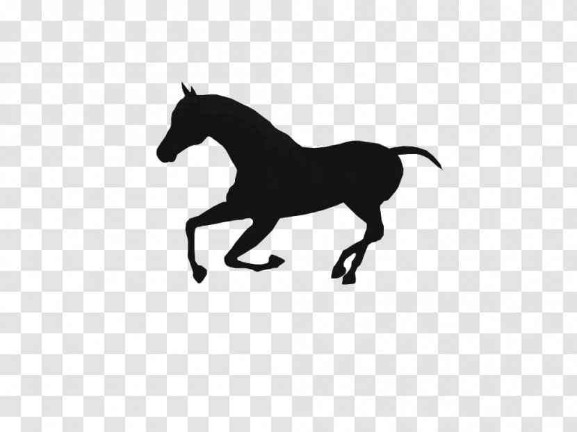 Mustang Stallion Pony Colt - Horse Supplies - Hores Transparent PNG