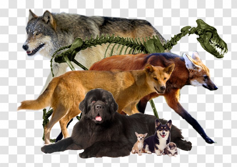 Dog Breed Coyote Fur - Wildlife Transparent PNG