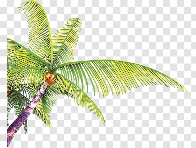 Summer Poster - Organism - Hand-painted Cartoon Coconut Leaves Transparent PNG