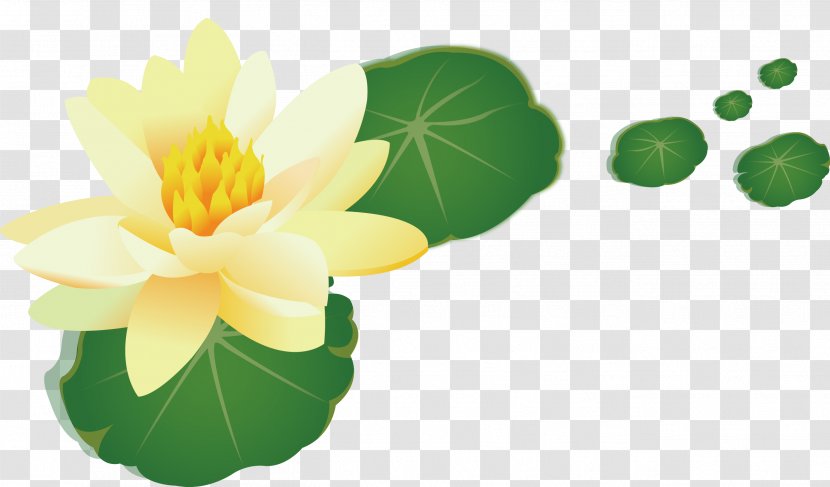 Nelumbo Nucifera Yellow Leaf - Green - Lotus Transparent PNG