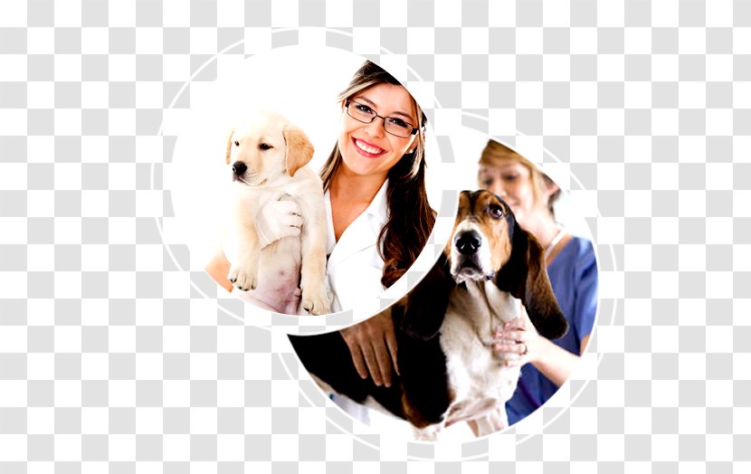 Dog Breed Puppy Veterinarian Veterinary Medicine - Pet Transparent PNG