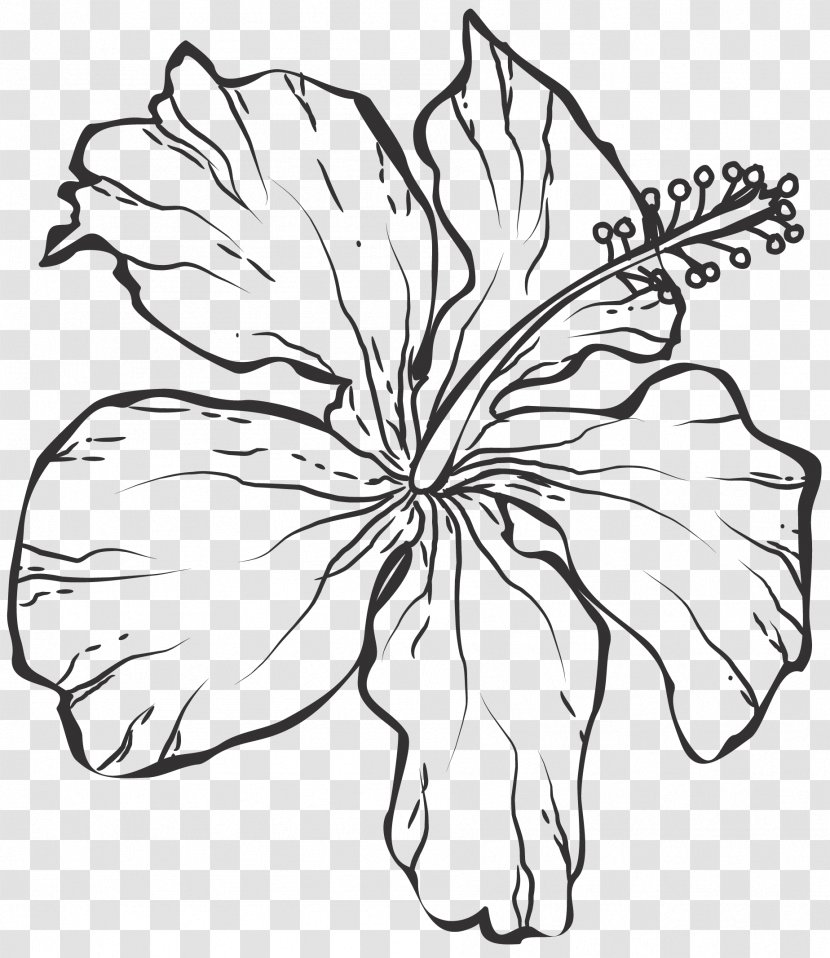 Line Art Black And White Drawing - Plant Stem - Flowers Transparent PNG