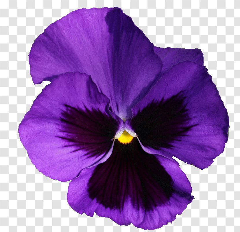 Violet Pansy Purple Flowering Plant Lilac Transparent PNG