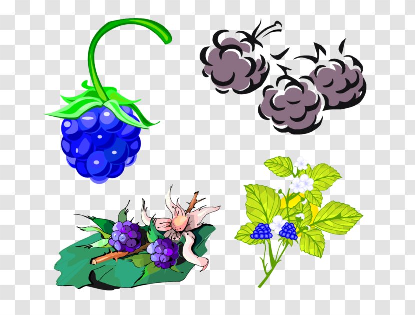 Clip Art Grape Blackberry Design - Fruit - Plant Transparent PNG