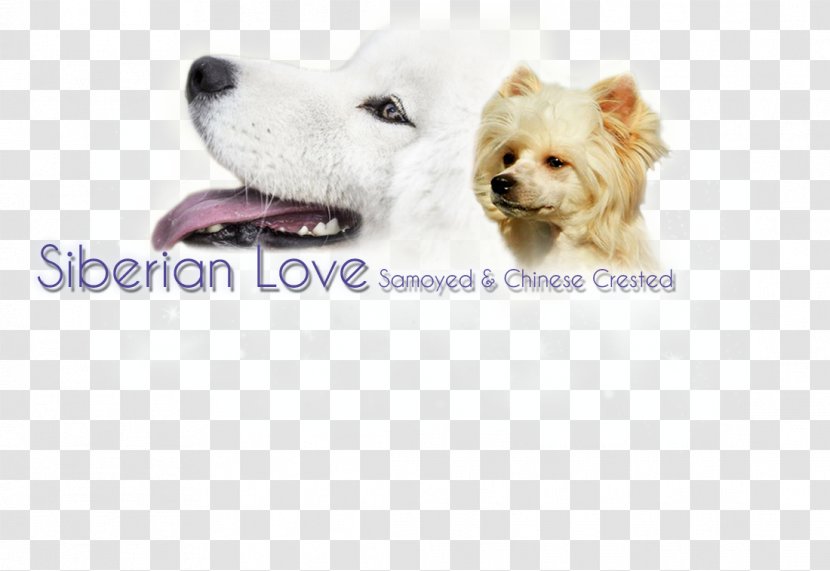 Dog Breed West Highland White Terrier Puppy Companion Sporting Group Transparent PNG