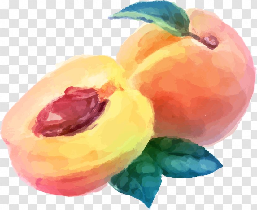 Peach European Plum Fruit Watercolor Paint Plant - Nectarine Flower Transparent PNG