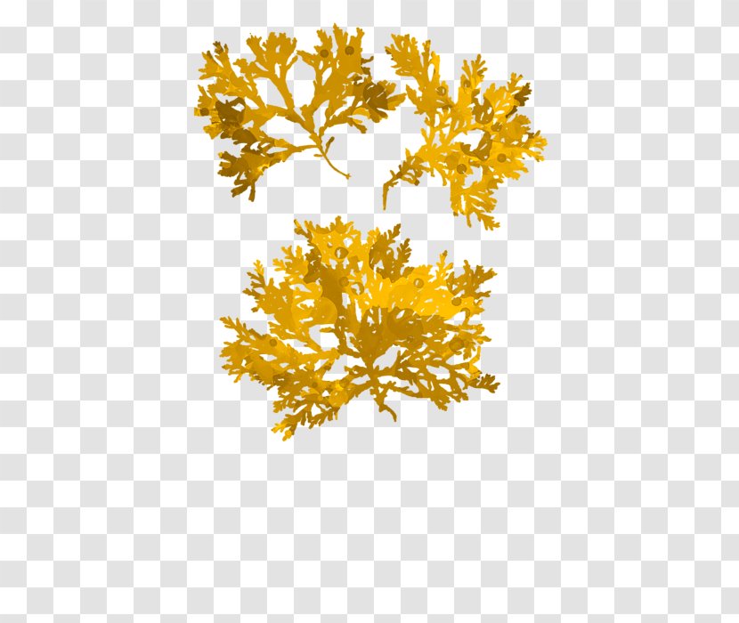 Yellow Seaweed Canvas Print Gold Art - Pattern Transparent PNG