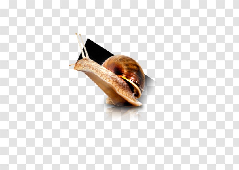 Snail Download Computer File - Drawing - Snails Transparent PNG