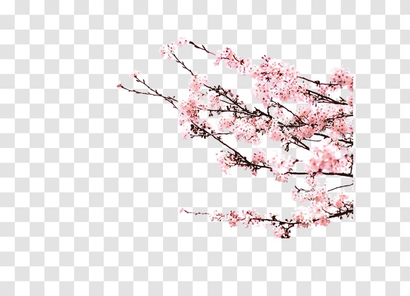 Image Design Painting Download - Cherry Blossom - Peach Transparent PNG