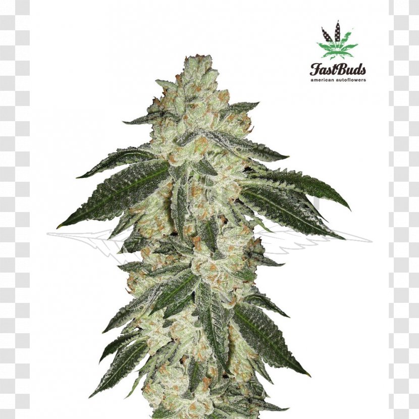 Autoflowering Cannabis Ruderalis Marijuana Seed Sativa - Germination Transparent PNG
