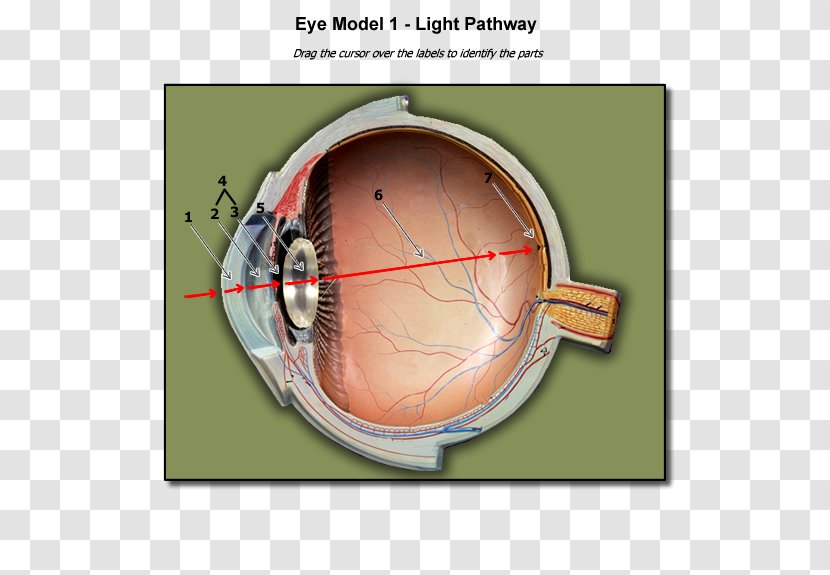 Light Human Eye Anatomy Blind Spot - Flower - Organs Transparent PNG