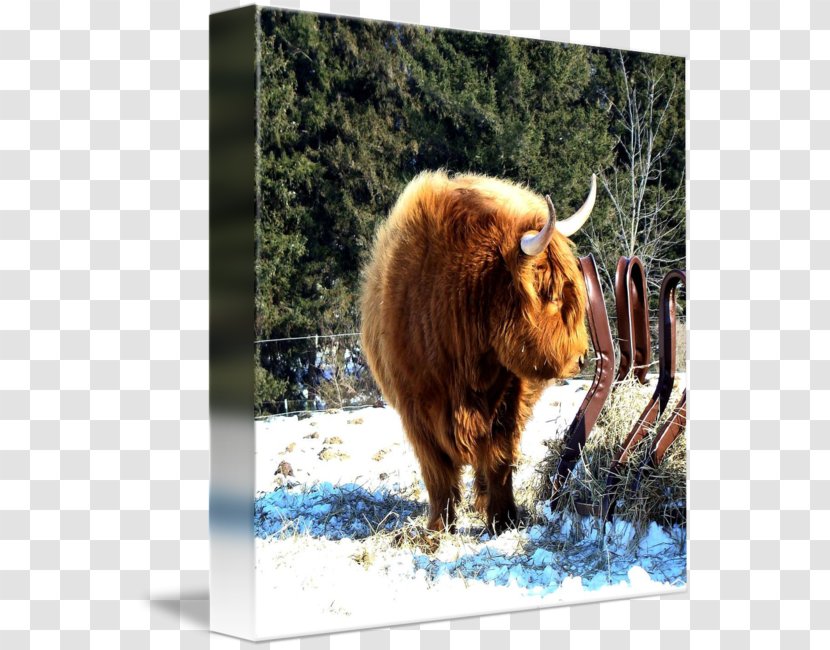 Bison Domestic Yak Cattle Muskox - Organism Transparent PNG