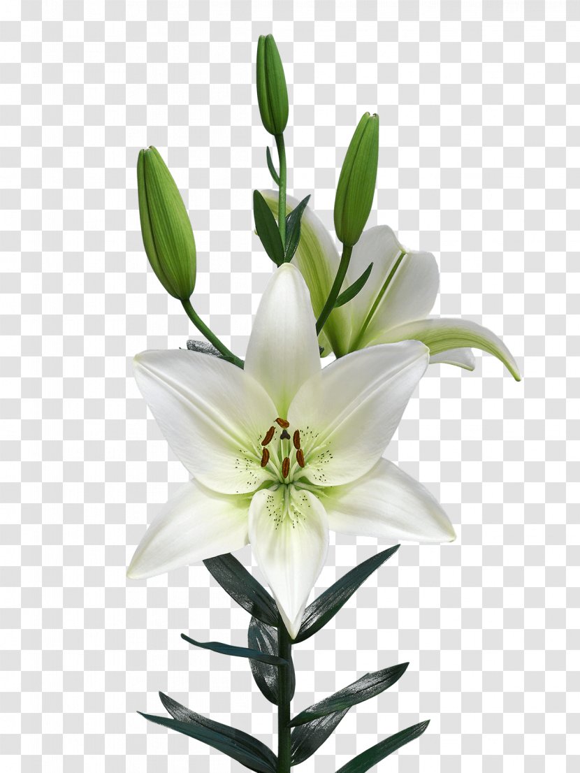 Lilium Netherlands Royal Van Zanten Flowering Plant - Cut Flowers - Pagani Transparent PNG