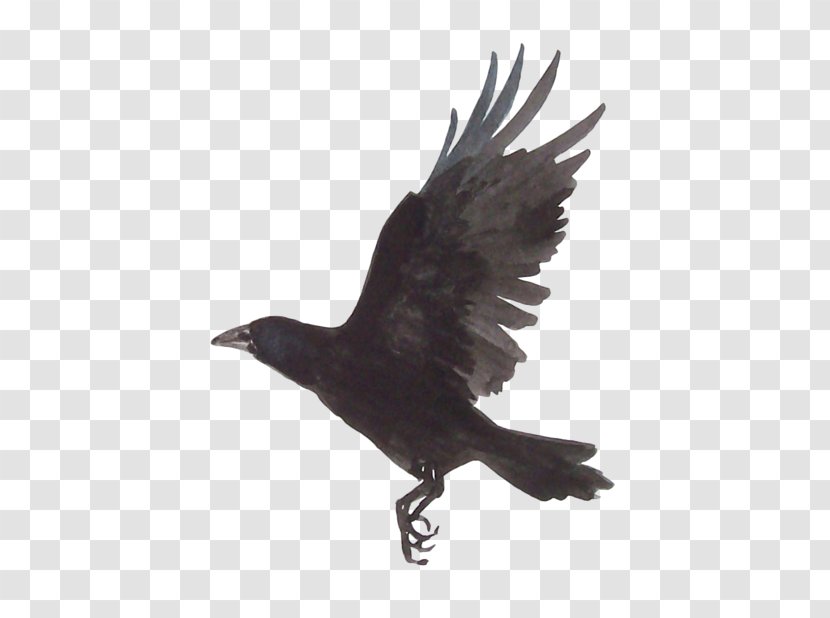 Japanese Painting Drawing Common Raven - Japan Transparent PNG