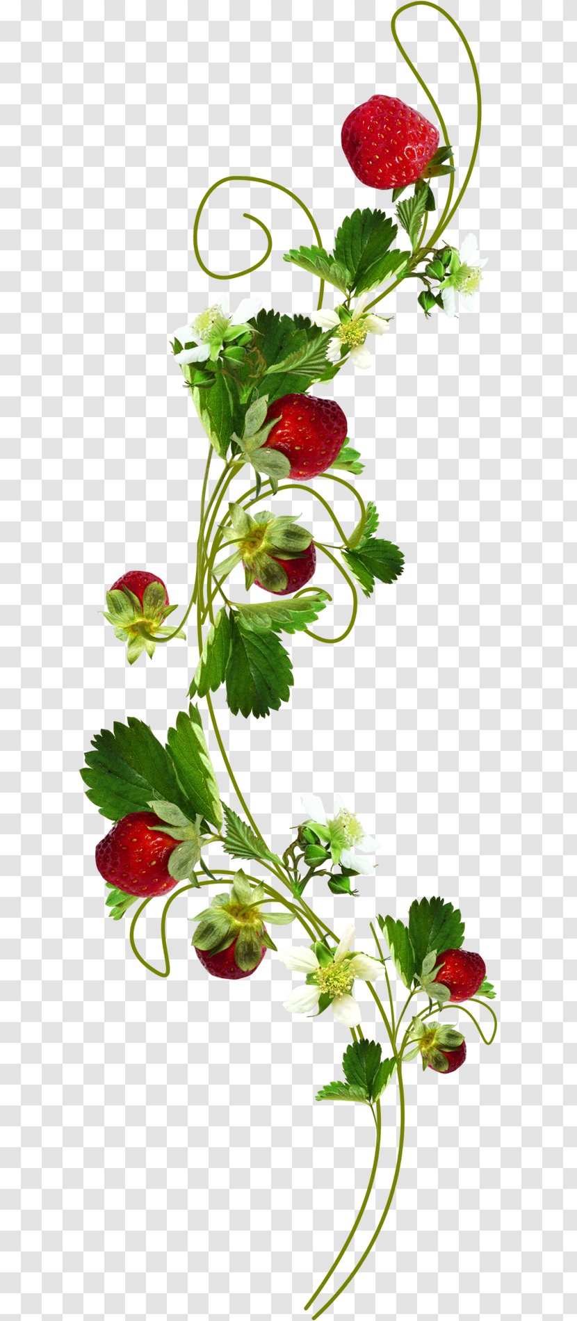 Leaf Flower Plant Strawberry - Cut Flowers - Lavand Transparent PNG