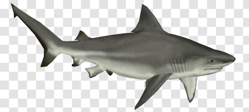 Bull Shark Cartilaginous Fishes Clip Art - Requiem Transparent PNG