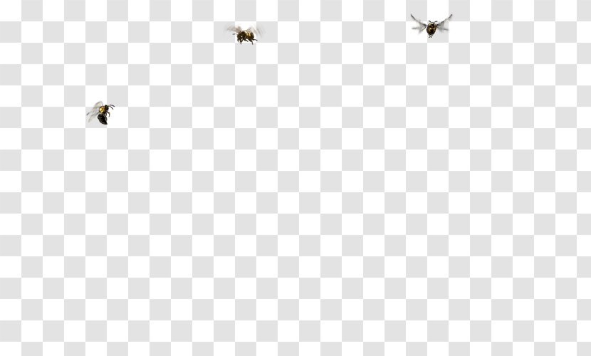 Insect Pollinator White Line Font - Wing Transparent PNG