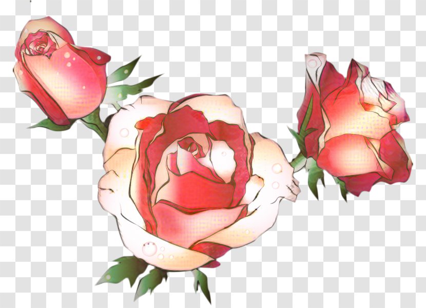 Garden Roses Cabbage Rose Floribunda Clip Art Transparent PNG