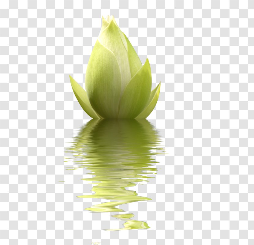 Nelumbo Nucifera Clip Art - Leaf - Hibiscus In Water Transparent PNG