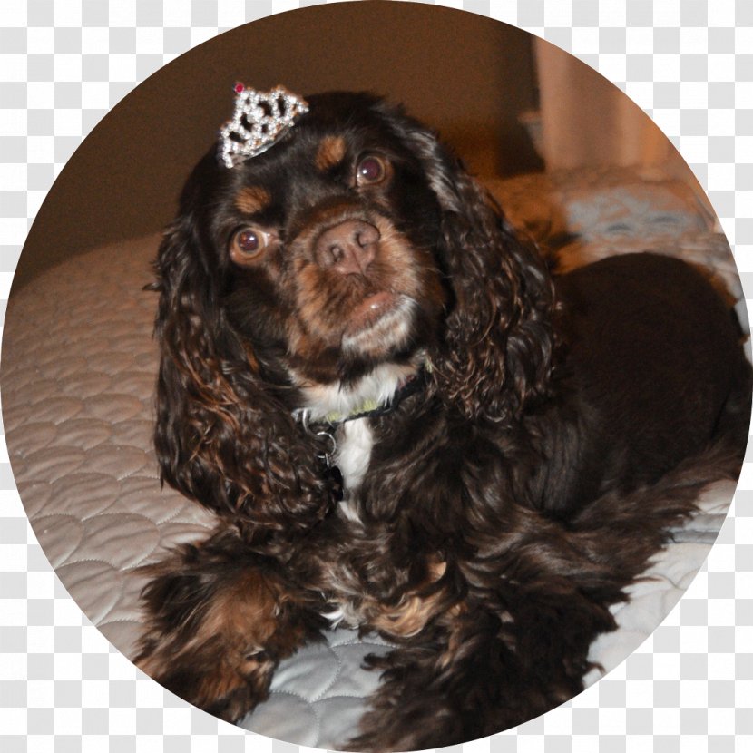 Boykin Spaniel Field Sussex Cavalier King Charles English Cocker Transparent PNG