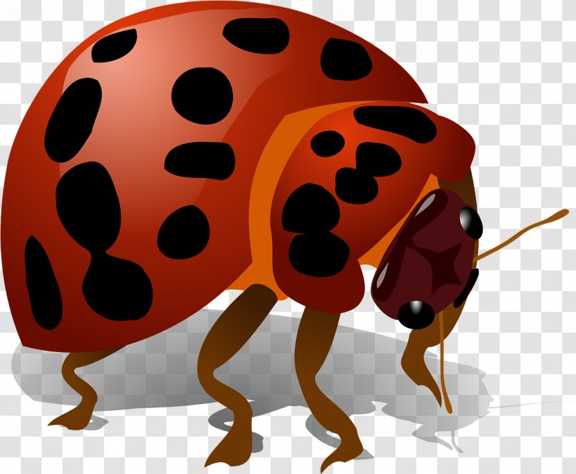 Ladybird - Software Bug - Pest Leaf Beetle Transparent PNG