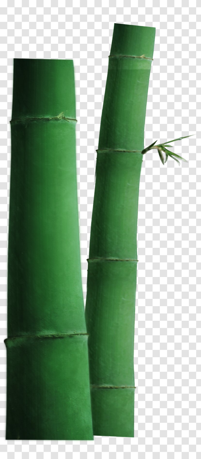 Green Bamboo Icon - Google Images Transparent PNG