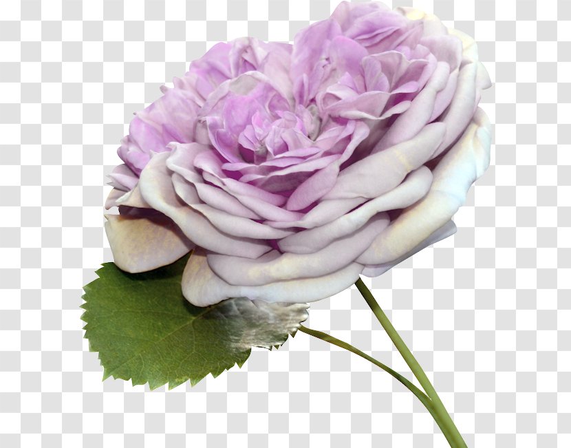 Garden Roses Cabbage Rose Floral Design Cut Flowers - Flower - Barra Filigree Transparent PNG