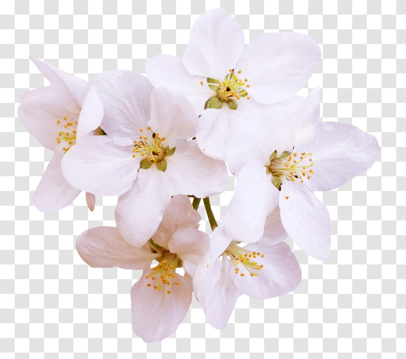 Blossom Ewha Womans University Pear - Flower - White Transparent PNG