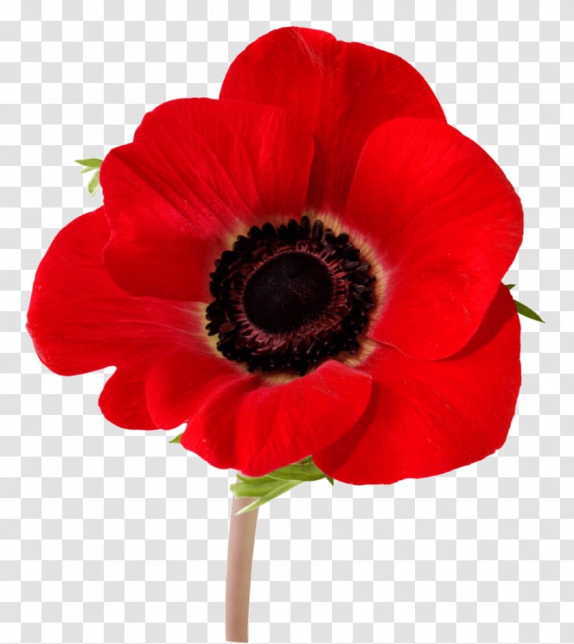 In Flanders Fields Remembrance Poppy Armistice Day Lest We Forget - Petal - Plant Transparent PNG