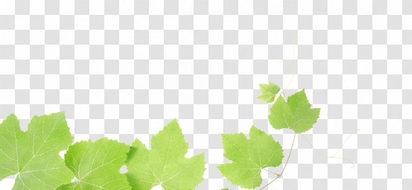 Common Grape Vine Wine Leaves Leaf - Free Content - Cliparts Transparent PNG
