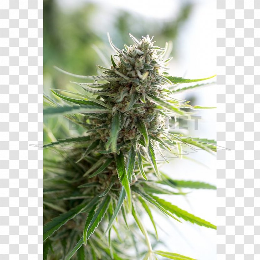Cannabidiol Seed Bank Autoflowering Cannabis - Kush Transparent PNG