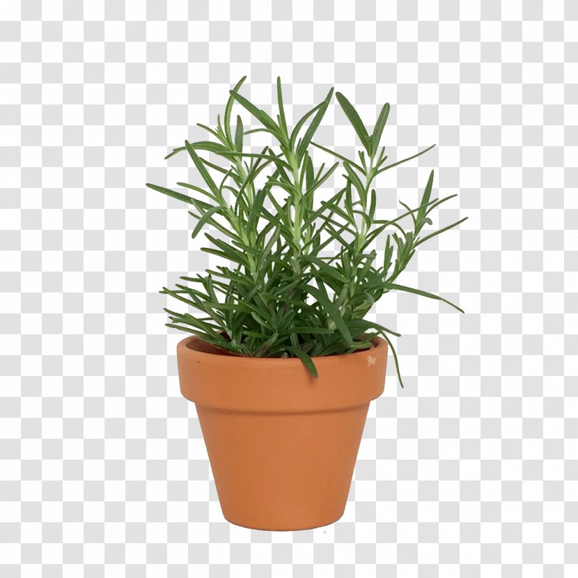 Houseplant Flowerpot Herb - Basil Transparent PNG