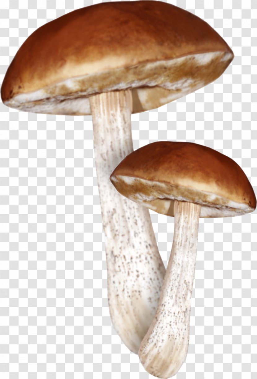 Mushroom - Shiitake - Autumn Transparent PNG
