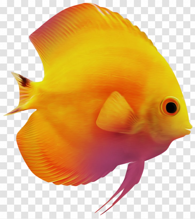 Goldfish Clip Art - Organism - Fish Transparent PNG