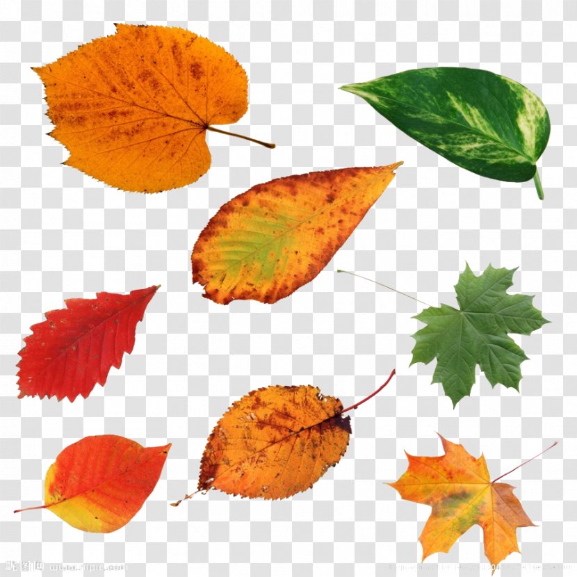 Autumn Maple Leaf Deciduous - Leaves Transparent PNG