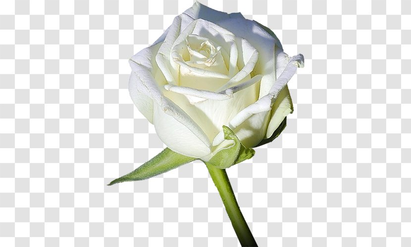 Garden Roses Flower Light White - Red Transparent PNG