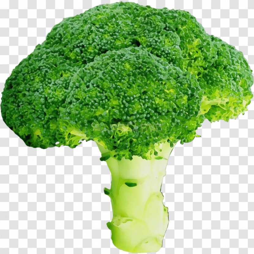 Broccoli Leaf Vegetable Cruciferous Vegetables Green - Lettuce Food Transparent PNG