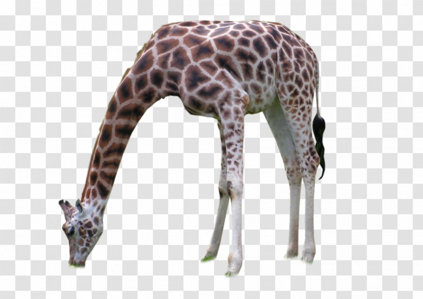 Giraffe Neck Wildlife Terrestrial Animal - Mammal Transparent PNG