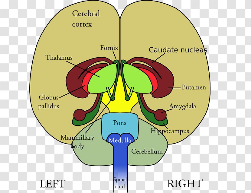 Frontal Lobe Lobes Of The Brain Diagram Human - Heart Transparent PNG