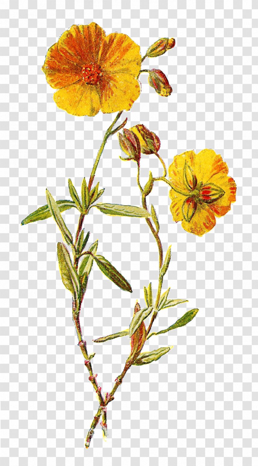 Wildflower Yellow Clip Art - Plant Stem - Lavender Transparent PNG