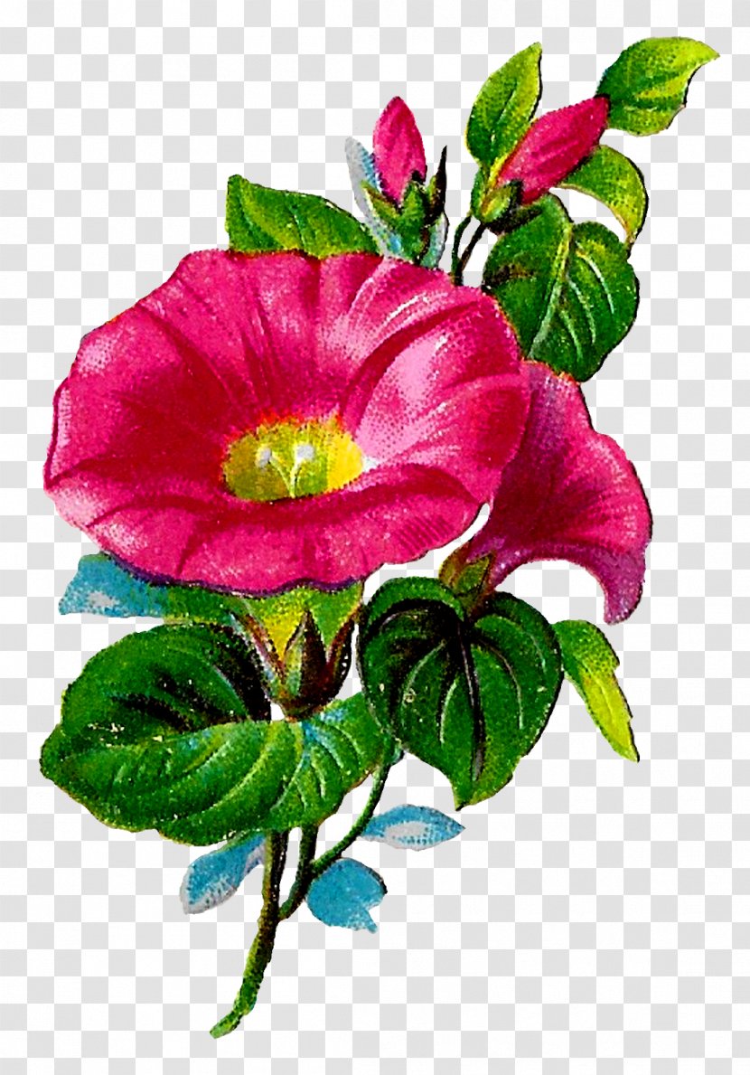 Cabbage Rose Garden Roses Clip Art China - Flower Transparent PNG