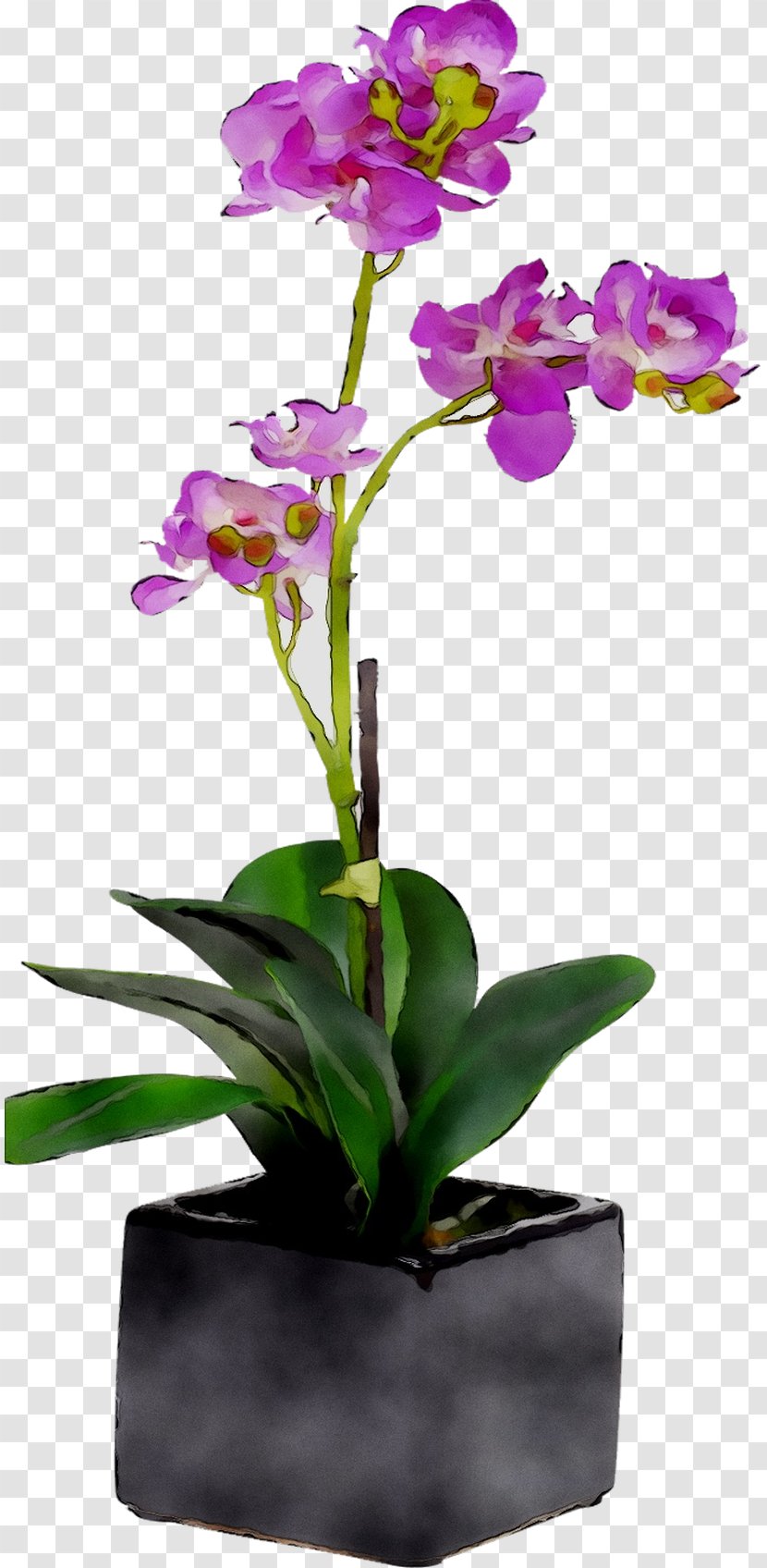 Moth Orchids Floral Design Cut Flowers Flowerpot - Of The Philippines - Plants Transparent PNG