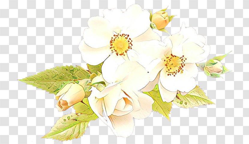 Flower White Petal Plant Flowering - Blossom - Mock Orange Bouquet Transparent PNG
